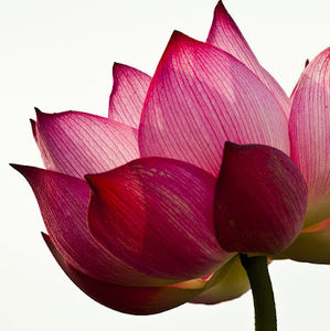 Meet your Posher, Analee